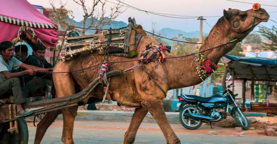From Jaipur : Ajmer Pushkar Private Tour by Cab with Guide - Exploring Rajasthan’s Sacred Landmarks in a Day