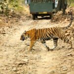 From Jaipur: One Day Trip to Ranthambore Tiger Safari - The Full Breakdown of the Experience