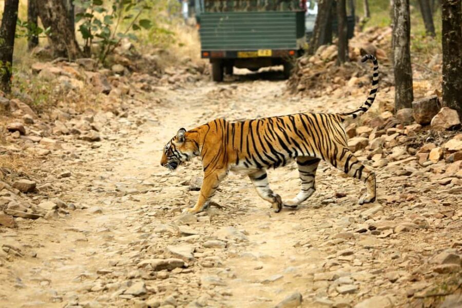From Jaipur: One Day Trip to Ranthambore Tiger Safari - The Full Breakdown of the Experience