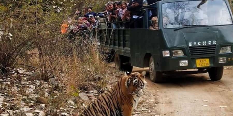 From Jaipur: Private Ranthambore Park Trip with Tiger Safari - Who Should Consider This Tour?