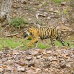 From Jaipur: Ranthambore National Park Day Trip with Safari - Practical Details and Considerations