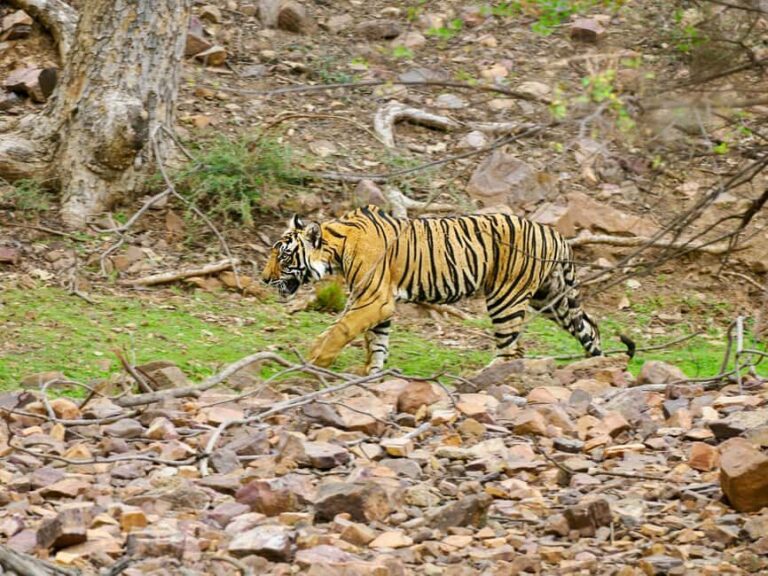 From Jaipur: Ranthambore National Park Day Trip with Safari - Practical Details and Considerations