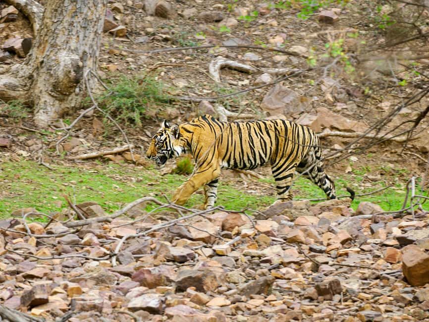 From Jaipur: Ranthambore National Park Day Trip with Safari - Practical Details and Considerations