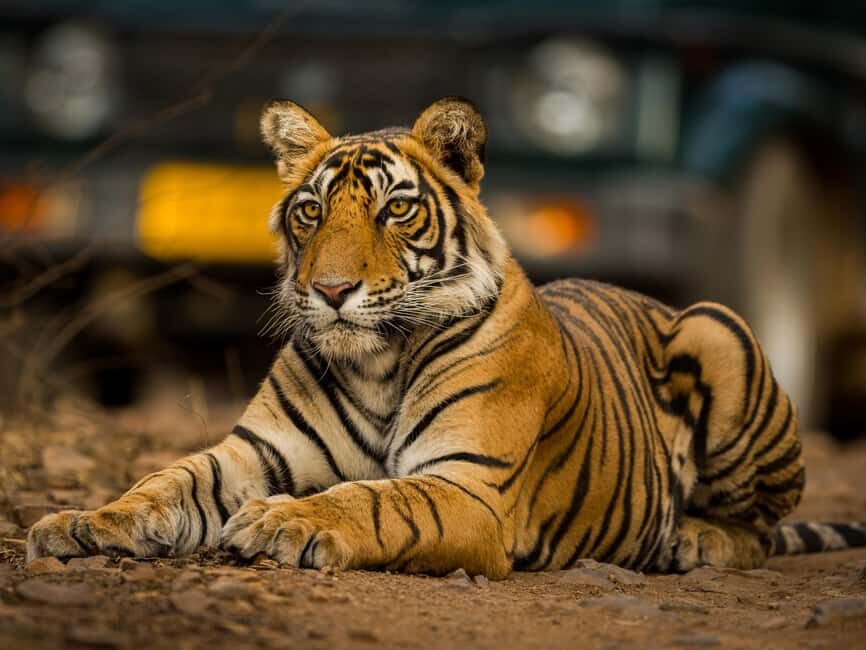 From Jaipur: Same day Ranthambore Tiger Safari Tour - What to Expect on the Day