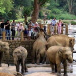 From Kandy: Kandy To Pinnawala Day Tour by Tuk Tuk - Transportation and Cost Analysis