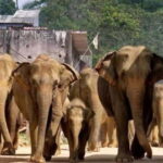 From Kandy: Kandy To Pinnawala Day Tour by Tuk Tuk - Final Thoughts: Who Is This Tour For?