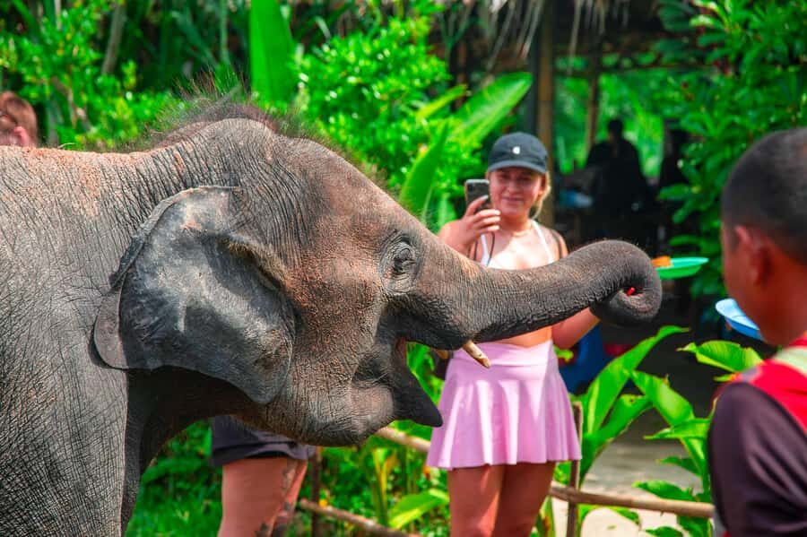 From Koh Samui: Elephant Sanctuary & Jungle Adventure Tour - What Makes This Tour Special