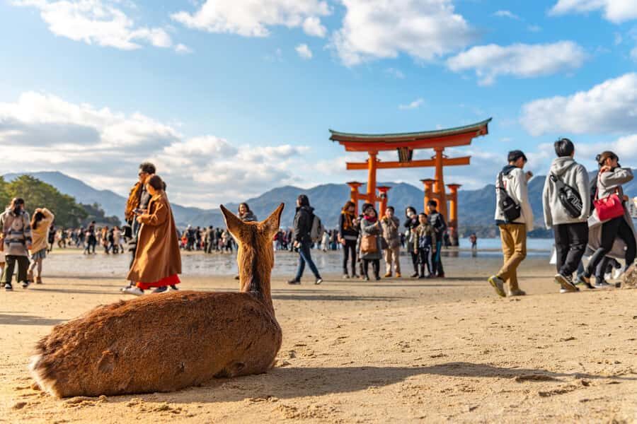 From Kyoto: Hiroshima and Miyajima Day Trip by bullet train - Who Will Love This Tour?  