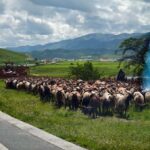 From Lanzhou: Labrang Monastery & Sangke Grassland Day Tour - Practical Details and Value