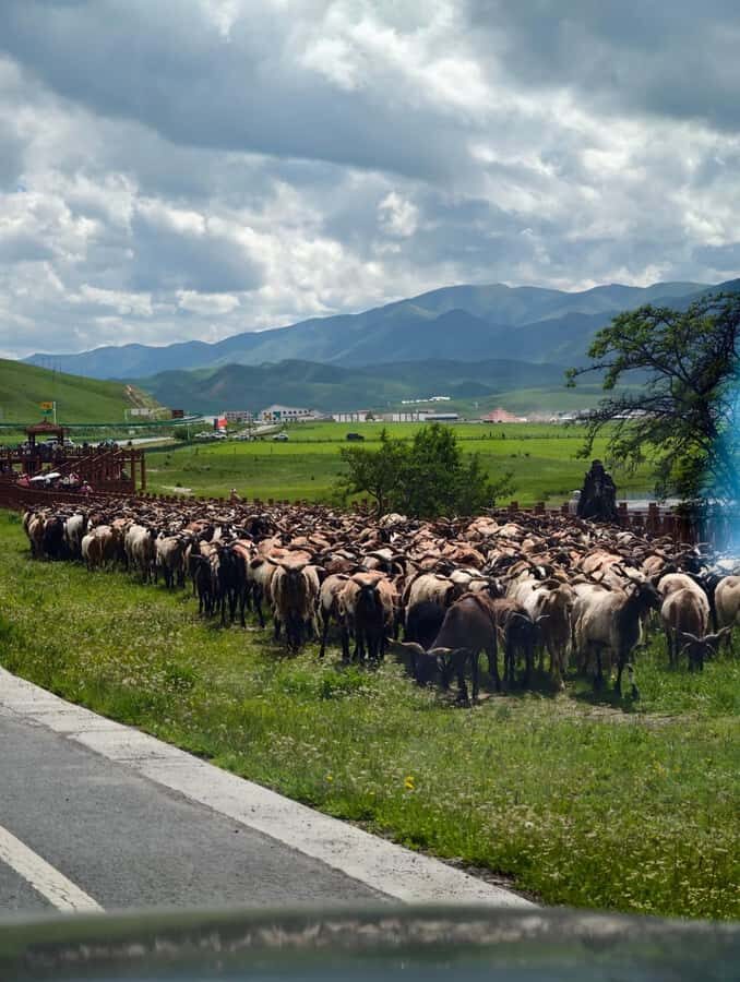 From Lanzhou: Labrang Monastery & Sangke Grassland Day Tour - Practical Details and Value