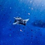 From Lembongan: Manta Point Snorkeling & West Penida Tour - Practical Details and Tips