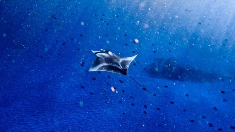 From Lembongan: Manta Point Snorkeling & West Penida Tour - Practical Details and Tips