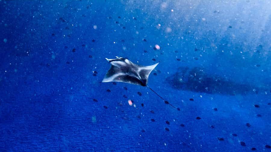 From Lembongan: Manta Point Snorkeling & West Penida Tour - Practical Details and Tips