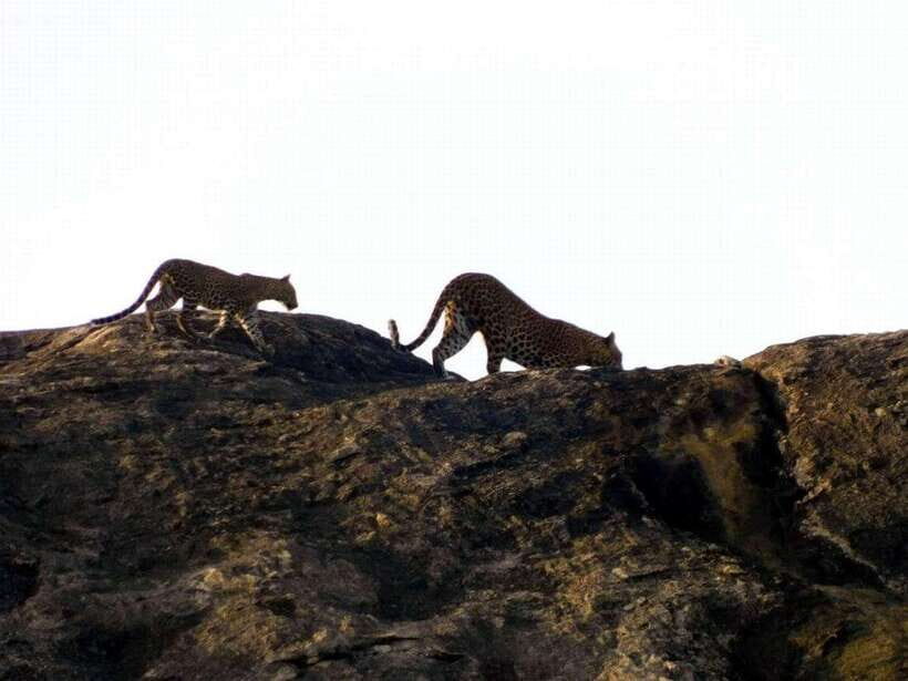 From Mirissa / Galle / Bentota : DAY TOUR to ELLA & Return - Practical Aspects and Tips for Travelers