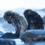 From Nagano & Tokyo: Snow Monkey Park Customise Private Tour - Transportation and Pricing: What’s the Value?