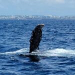 From Naha Whale Watching (Naha city Pickup) English guide - The Itinerary: What to Expect