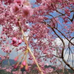 From Osaka: 2-Day Kansai World Expo Tour with Accommodation - Why This Tour is a Great Fit