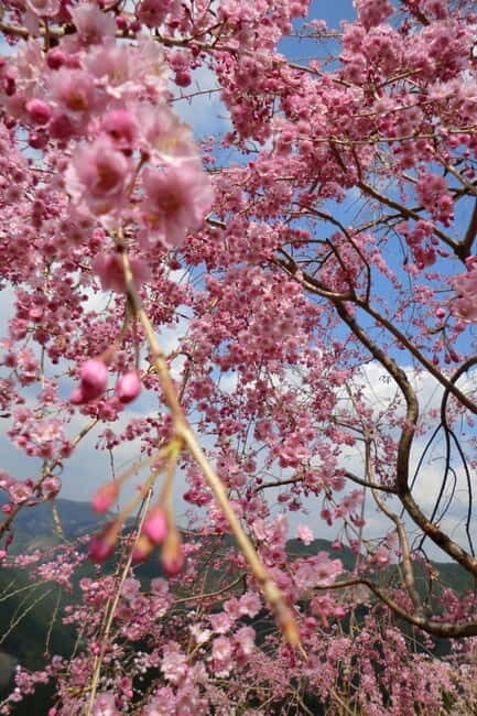 From Osaka: 2-Day Kansai World Expo Tour with Accommodation - Why This Tour is a Great Fit  