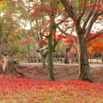 From Osaka/Kyoto: Nara & Kyoto Day Trip - Temples & Deer - Why This Tour Works Well for Different Types of Travelers