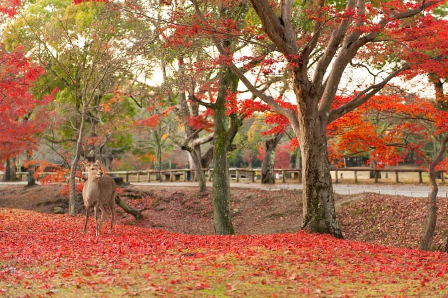 From Osaka/Kyoto: Nara & Kyoto Day Trip - Temples & Deer - Why This Tour Works Well for Different Types of Travelers