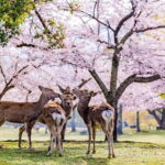 From Osaka: Nara Deer & Kyoto Kiyomizudera Sightseeing Tour - Transportation and Timing
