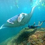 From Penida: Snorkeling with Lembongan Tour & Buffet Lunch - Practical Tips for a Smooth Experience