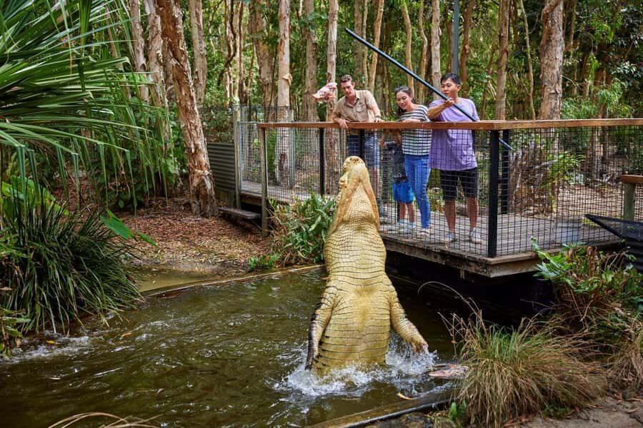 From Port Douglas: Hartley's Crocodile Park, Skyrail & Train - Who Would Love This Tour?