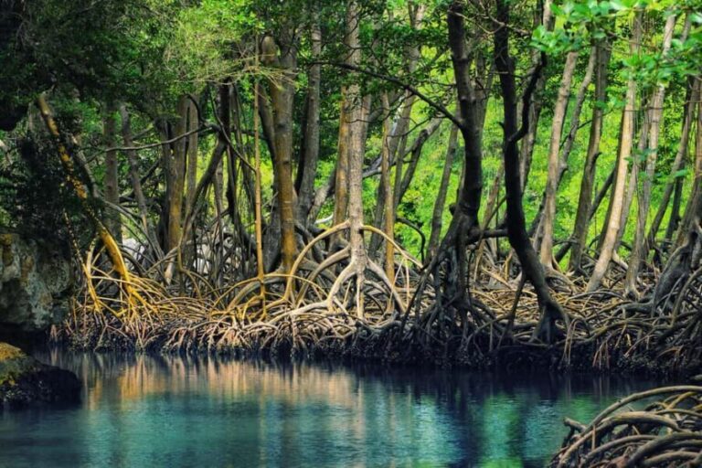 From Punta Cana: Los Haitises Guided Day Tour - Authentic Experiences and Review Highlights