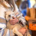 From Queenstown: Coach, Farm Tour & Milford Nature Cruise - Transport, Timing, and Overall Value