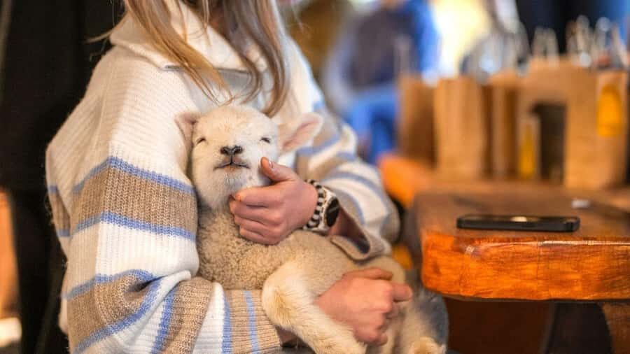 From Queenstown: Coach, Farm Tour & Milford Nature Cruise - Transport, Timing, and Overall Value