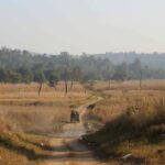 From Rishikesh: Rajaji National Park Half-Day Tour - The Value of This Experience