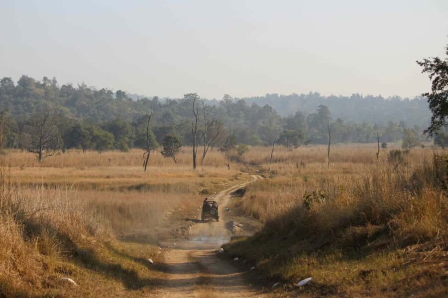 From Rishikesh: Rajaji National Park Half-Day Tour - The Value of This Experience
