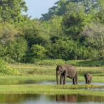 From Sigiriya: Wasgamuwa National Park Safari Adventure - The Value of the Experience