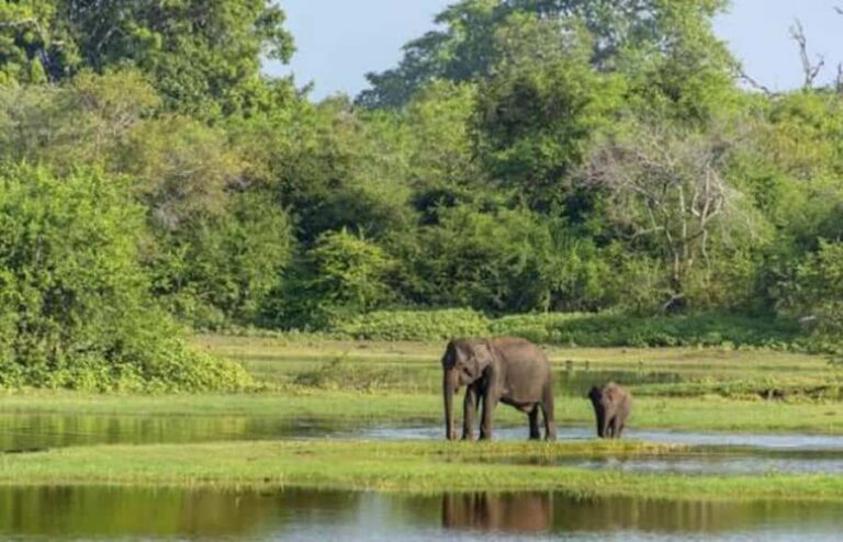 From Sigiriya: Wasgamuwa National Park Safari Adventure - The Value of the Experience