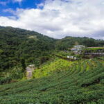 From Taipei: Thousand-Island Lake & Tea Museum Private Tour - Exploring the Scenic Thousand Island Lake