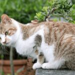 From Taipei: Yehliu, Shifen, Houtong & Jiufen One Day Tour - Who This Tour Is Best For