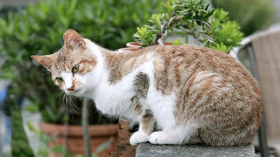 From Taipei: Yehliu, Shifen, Houtong & Jiufen One Day Tour - Who This Tour Is Best For