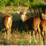 From Tangalle: All Inclusive Safari at Lunugamvehera Park - What Makes This Tour Stand Out?