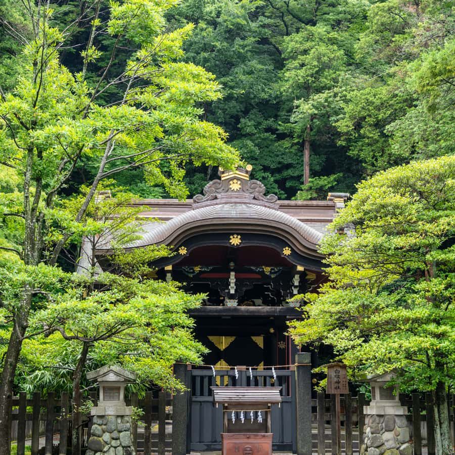 From Tokyo: Nikko National Park Private Full Day Tour In Car - Transportation and Logistics
