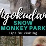 From Tokyo: Snow Monkey Park Private Tour With English Guide - How the Experience is Valued