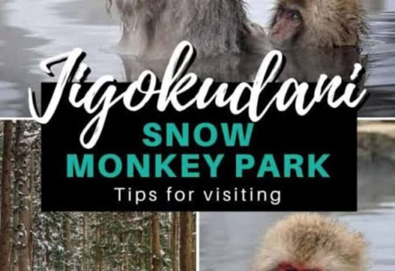 From Tokyo: Snow Monkey Park Private Tour With English Guide - How the Experience is Valued