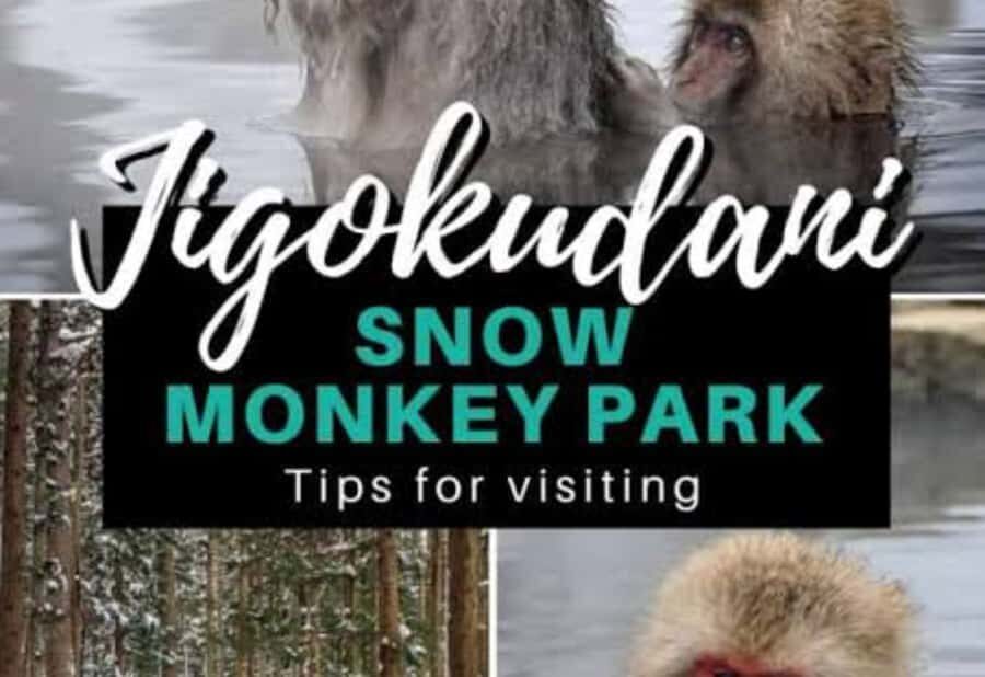 From Tokyo: Snow Monkey Park Private Tour With English Guide - How the Experience is Valued