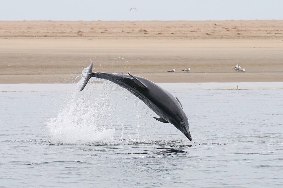 Atlantic bottlenose dolphin leaping clear of the water