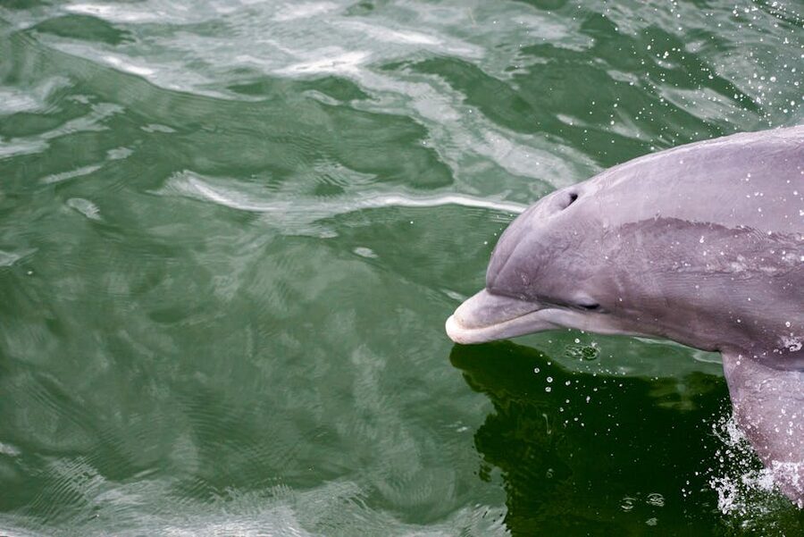 Close-up of a bottlenose dolphin head at the water surface