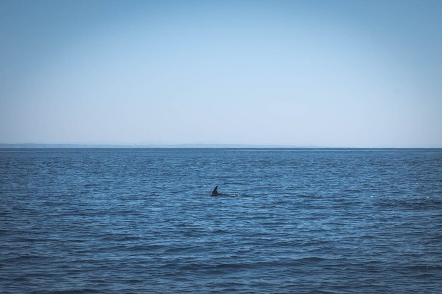 Dolphin dorsal fin breaking the calm Atlantic surface