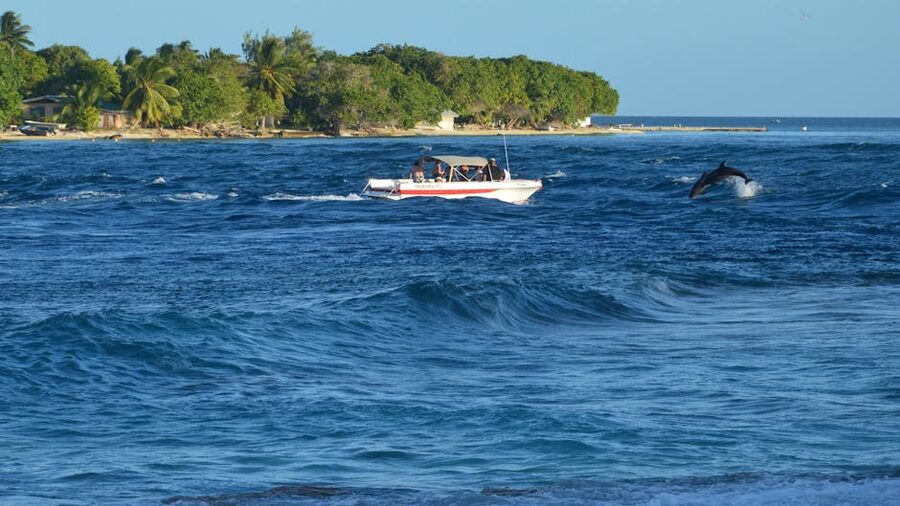 People on a motorboat watching dolphins in the sea
