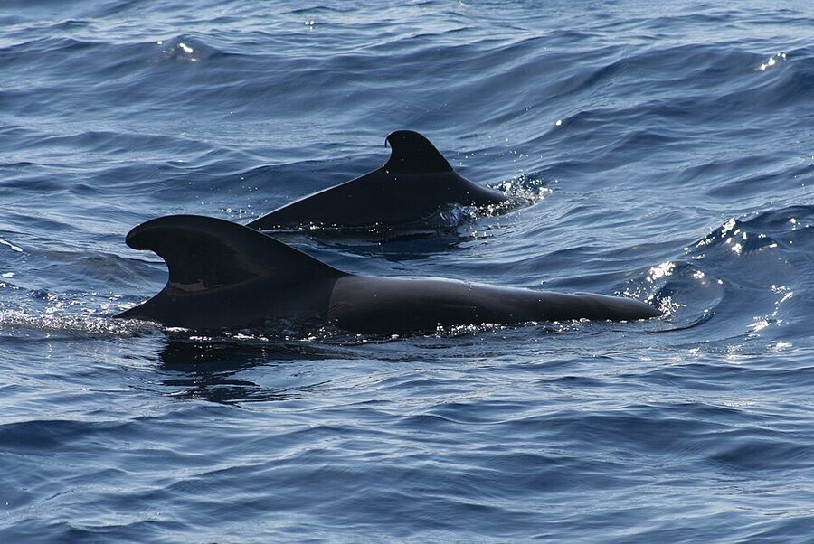 Short-finned pilot whales at the surface in the Canary Islands