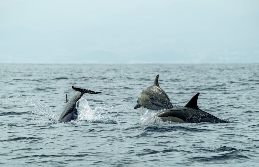 Pod of dolphins leaping out of ocean waves