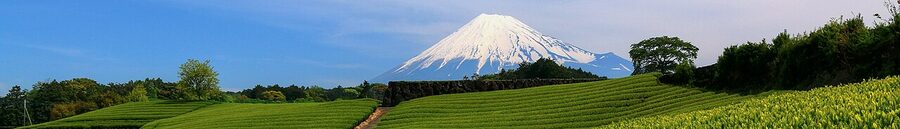 Tea fields around Mount Fuji in Shizuoka prefecture