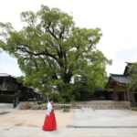 Fukuoka: Dazaifu Tenmangu 2-hour Guided Tour - What Makes This Tour Valuable?